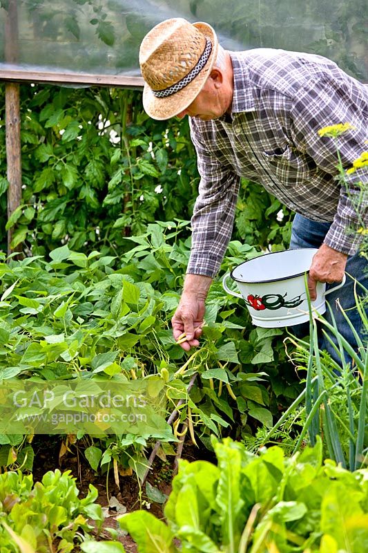 Man picking French bean 'Berggold' - Phaseolus vulgaris