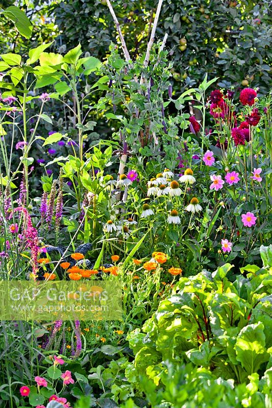 Companion planting in vegetable garden, with pollinator-friendly perennials flowering among peas and swiss chard. 