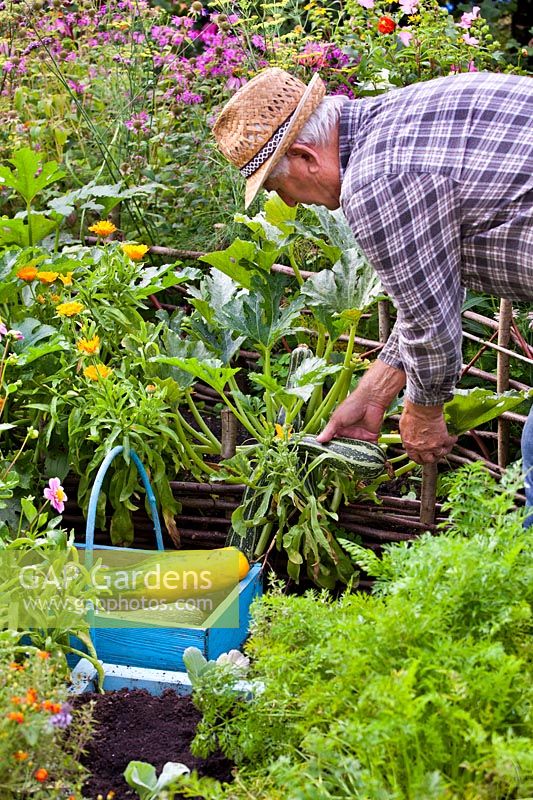 Man picking Courgette 'Striato d Italia' in vegetable garden. 