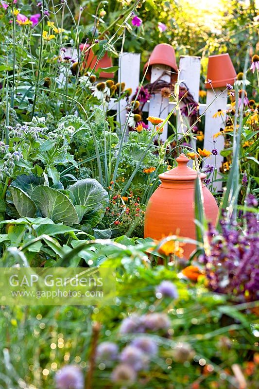 View to terracotta rhubarb forcer standing among vegetables, herbs and flowers in organic kitchen garden. 