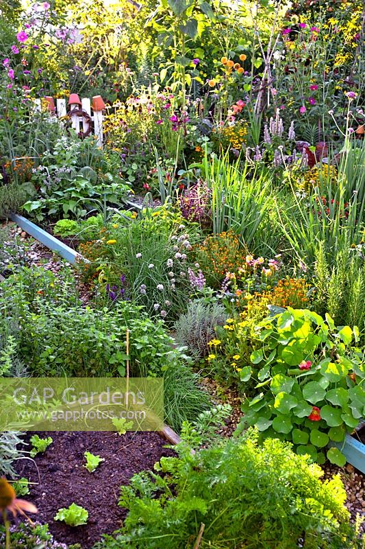 Vegetable garden with mixed beds including lettuce, carrots, nasturtium, marigold, lavender, dahlia, welsh onion, chives rosemary, basil, lemon balm.