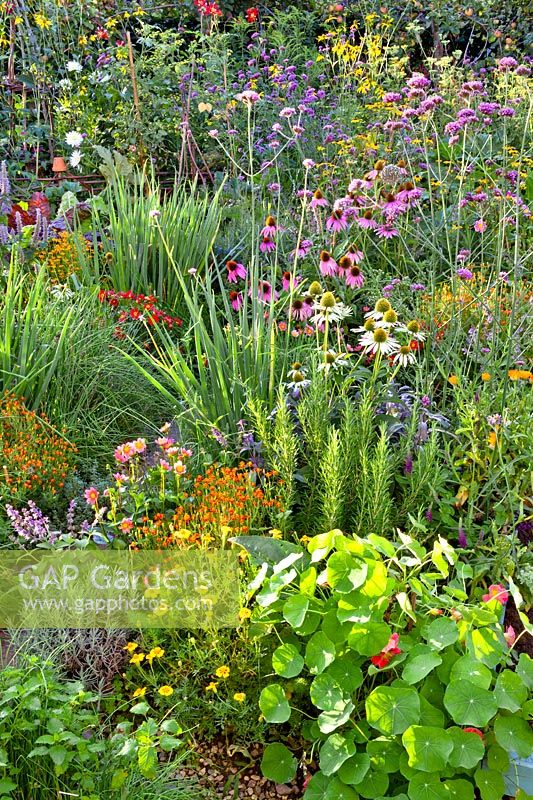 Herb border in vegetable garden