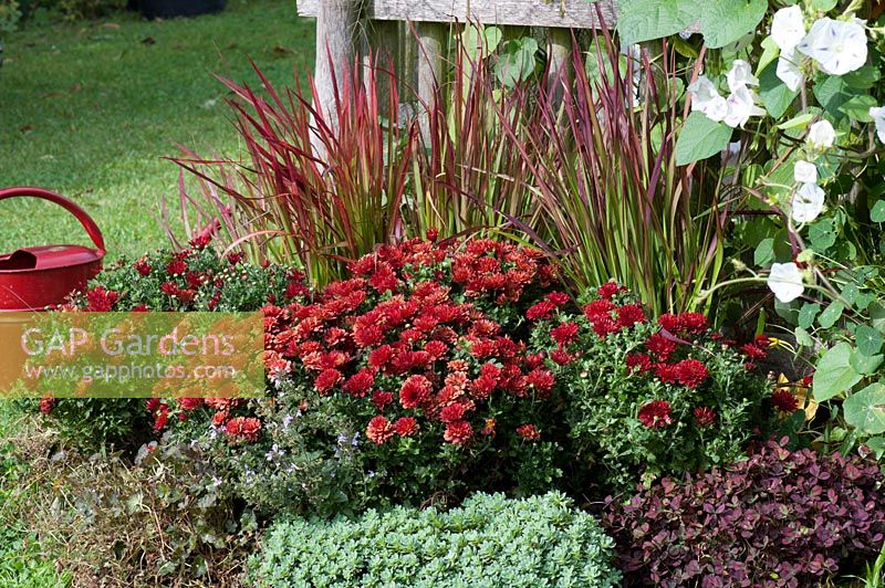 Autumn chrysanthemum Dreamstar 'Zelos', Japanese red grass 'Red Baron', morning glory 'Milky Way', red clover Angel Clover 'Beauty' and thick rosette fat leaf