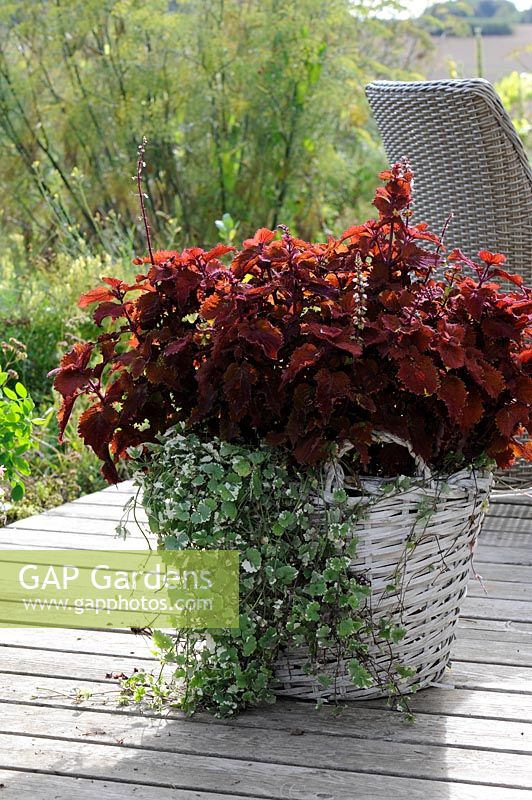 Coleus 'Rediculous' and Ivy in a basket on the deck
