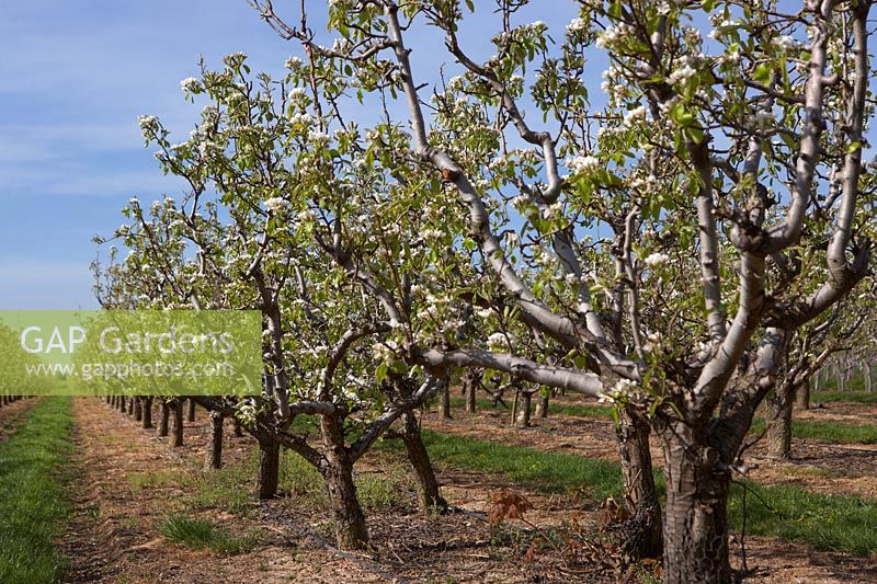 Pear trees in blossom in spring on fruit farm - Orchard