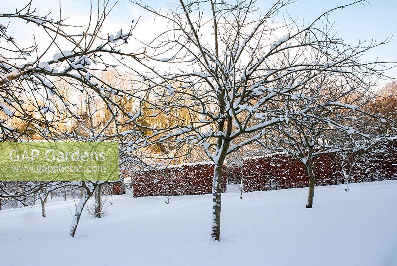 Snow covered fruit trees in orchard with Fagus sylvatica hedge behind