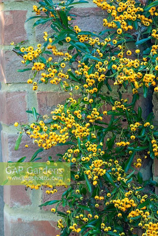 Pyracantha 'Soleil d'Or' trained against a wall