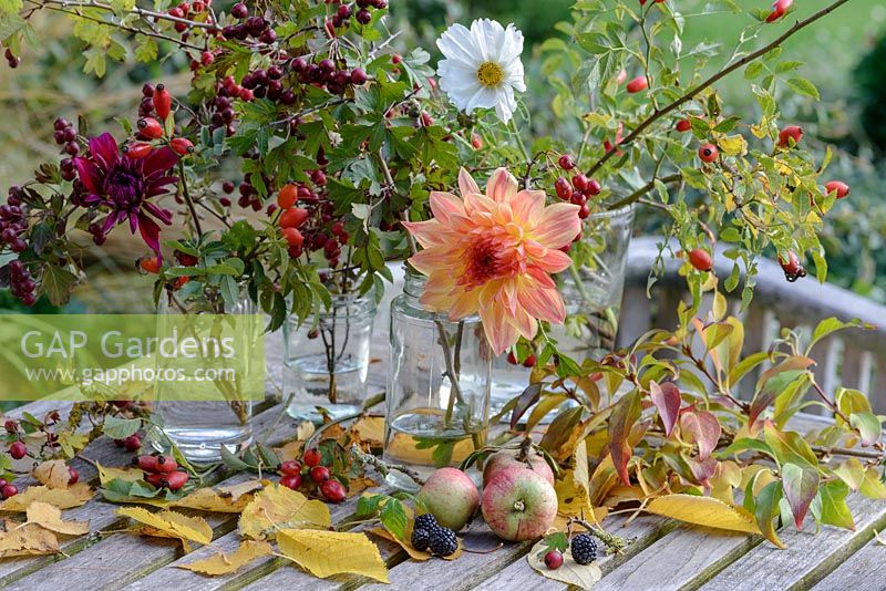 Dahlias with rose hips, Crataegus monogyna - Hawthorn red berries, Cosmos, wild blackberrries - Rubus fruticosus agg, apples and fallen birch leaves, glass jam jars