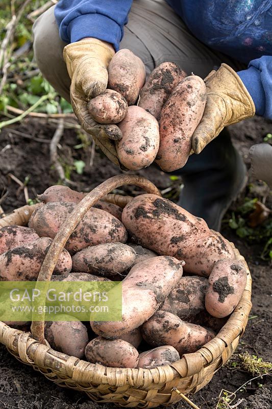 Harvesting Sarpo Mira blight resistant, maincrop potatoes