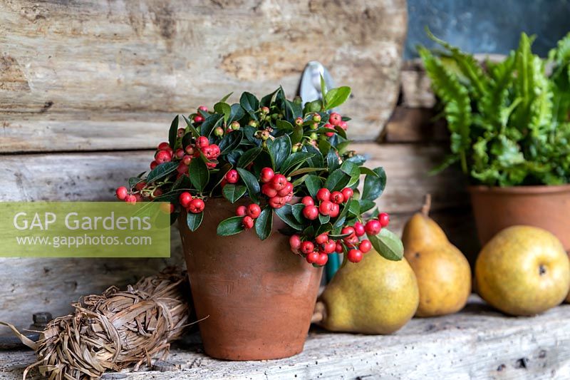 Gaultheria procumbens in rustic setting with pears.