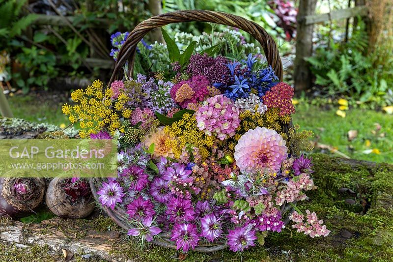 Basket of Summer cut flowers including Dahlias, Allium, Agapanthus Hydrangea, Nigella and Fennel.