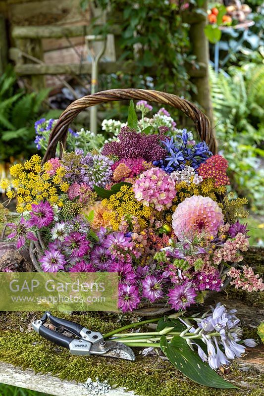 Basket of Summer cut flowers from cutting garden. Dahlias, Allium, Agapanthus Hydrangea, Nigella, Fennel.