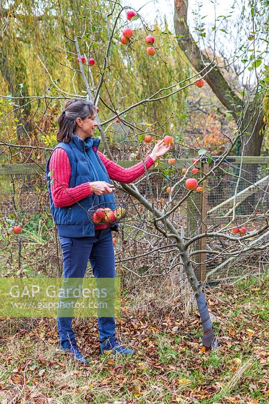 Woman picking gala apples of tree in Autumn