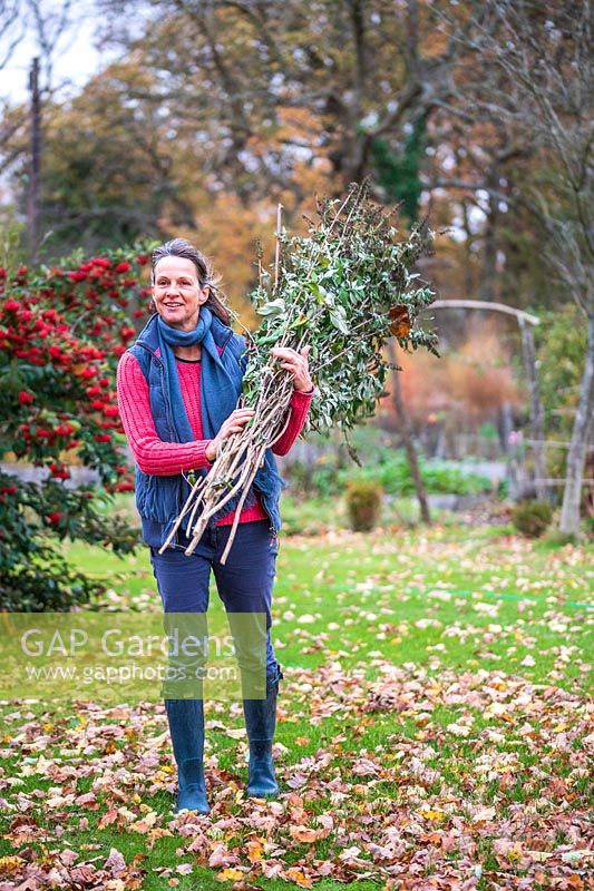 Woman carrying bundle of cut back Buddleia stems in Autumn garden