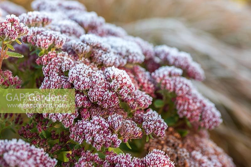 Frosted closeup of Hylotelephium Herbstfreude Group 'Herbstfreude' - Stonecrop 'Herbstfreude' syn. Sedum 'Autumn Joy'