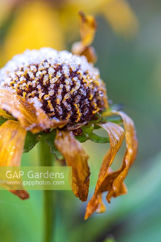 Frosted Helenium 'Mardi Gras'