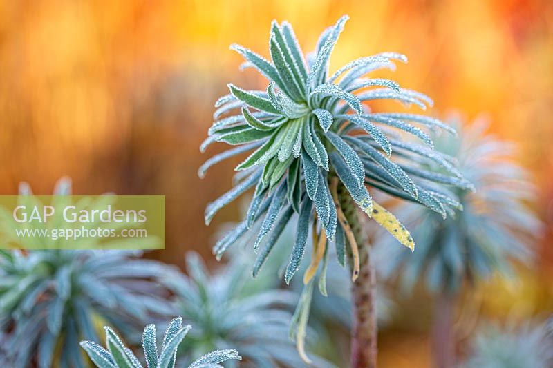 Euphorbia wulfenii foliage with frost 