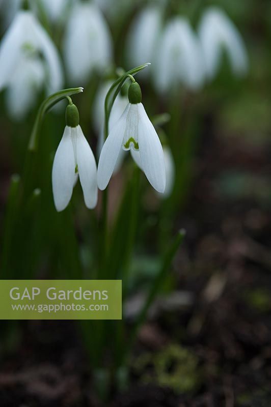 Galnthus nivalis 'Anglesey Abbey' - Snowdrop