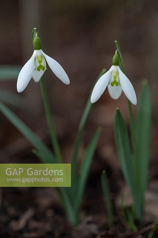 Galanthus elwesii 'Daphne's Scissors' - Snowdrop