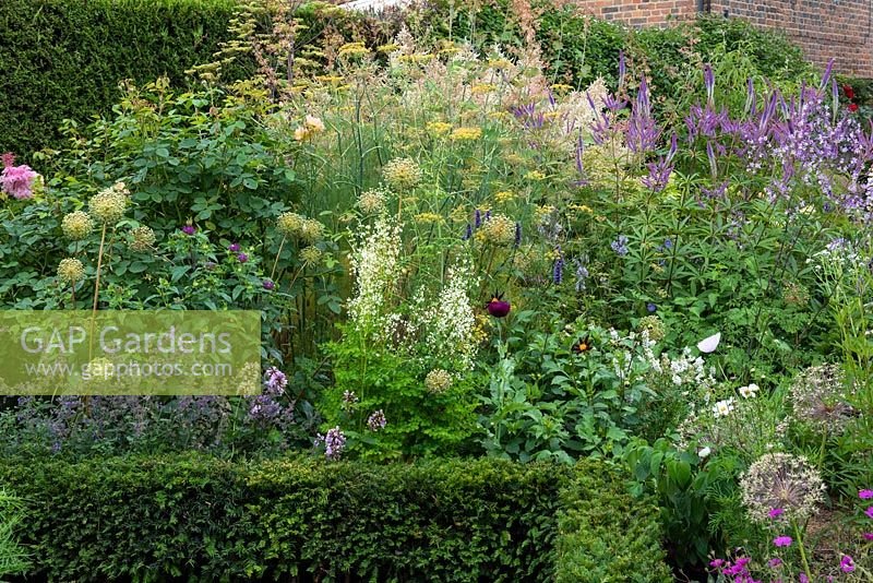A yew-edged border planted with Thalictrum, Allium, Nepeta - Catmint, Fennel, Veronicastrum and lofty bistort