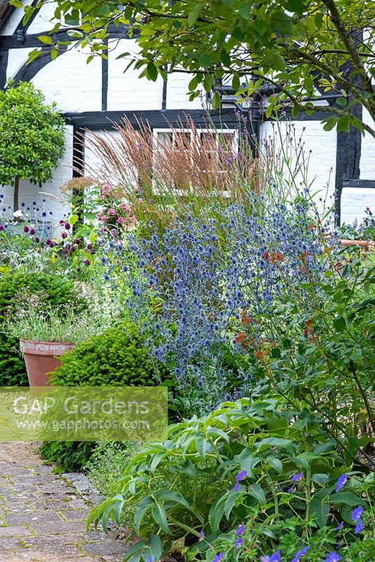 A clump of blue Eryngium planum - Sea Holly - and Calamagrostis Ã— acutiflora 'Karl Foerster - Feather Reed Grass near a Taxus - Yew - topiary dome, cottage beyond