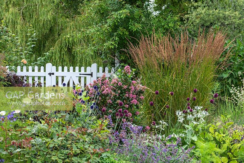 View over a bed of Nepeta, Allium, Echinops, Escallonia laevis 'Pink Elf' and a clump of Calamagrostis x acutiflora 'Karl Foerster', to a white picket fence and gate