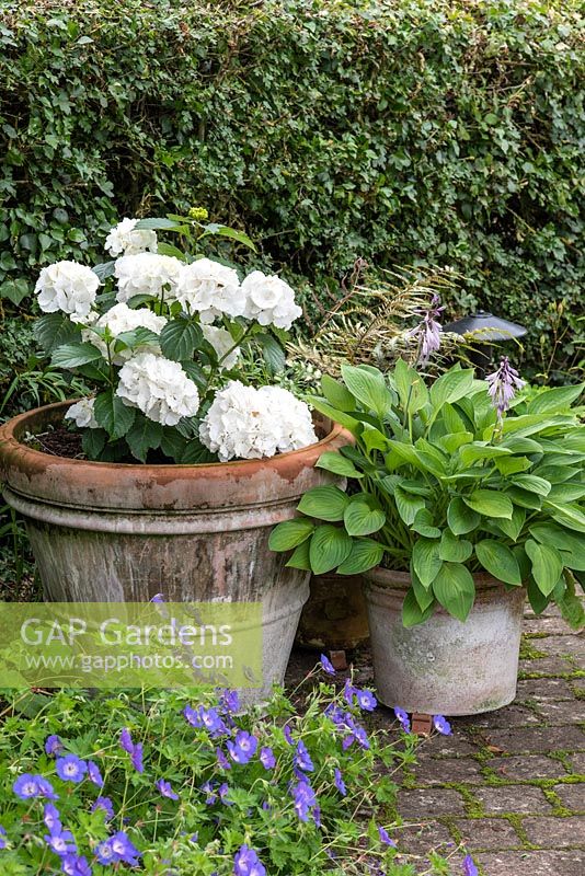 Pot of white Hydrangea and a pot of Hostas, near a bed edged with blue Geranium 'Rozanne'