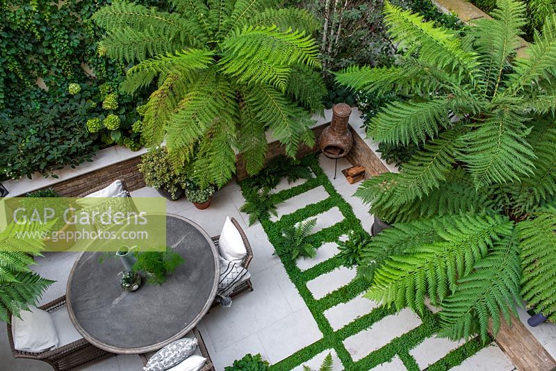 Bird's-eye view of enclosed courtyard with outdoor dining. Green and white colour scheme with Dicksonia antarctica - Tree Fern, between paving, ferns and Soleirolia soleirolii syn. Helxine soleirolii - Mind-your-own-business