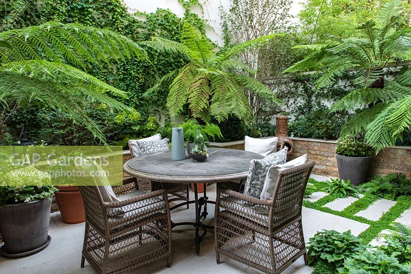 Enclosed courtyard with raised beds and outdoor dining. Green and white colour scheme with Dicksonia antarctica - Tree Fern, between paving, ferns and Soleirolia soleirolii syn. Helxine soleirolii - Mind-your-own-business