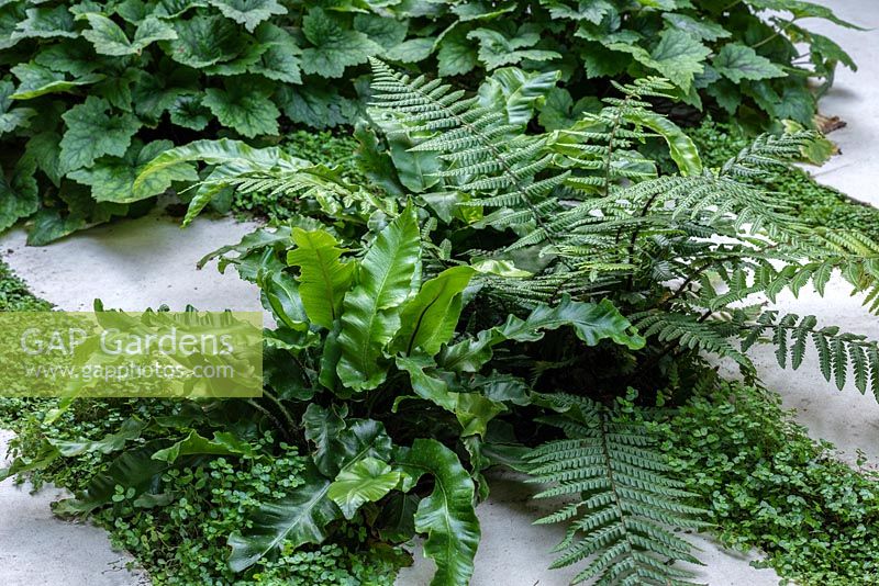 Porcelain tiles interplanted with Soleirolia soleirolii syn. Helxine soleirolii - Mind-your-own-business and ferns
