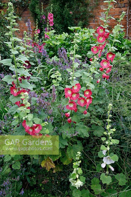 Alcea rosea - Hollyhock - in flower bed