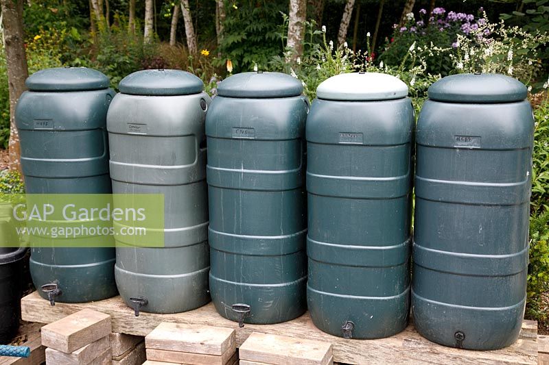 Row of water butts containing homemade comfrey liquid fertiliser in water butts at 10 Chestnut Way, Repton, Derbyshire - open for NGS - August