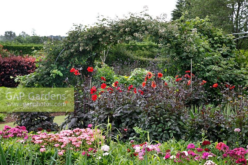 View over cutting garden with rows of Dahlia to an arch with trained Blackberry 