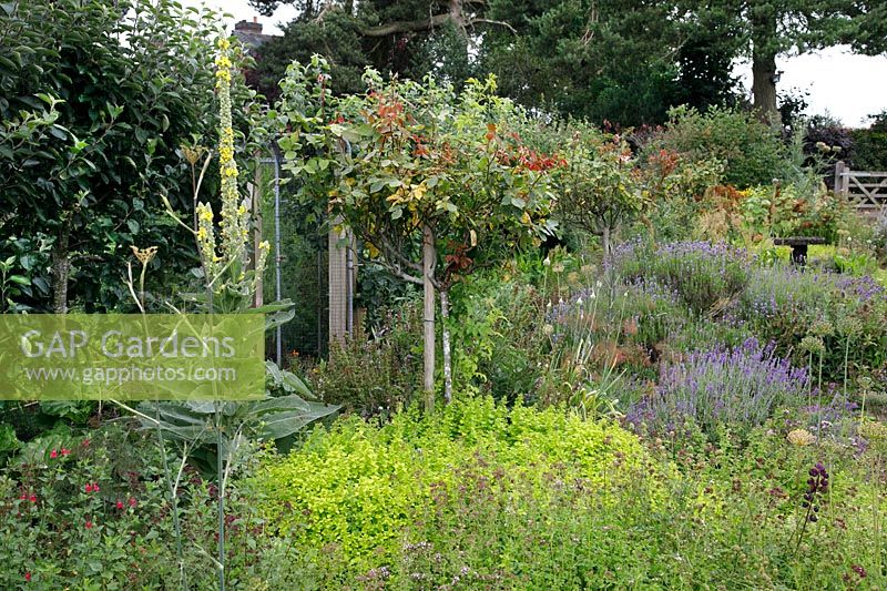Herb garden with Rosa - Rose, Lavendula - Lavender and Verbascum 