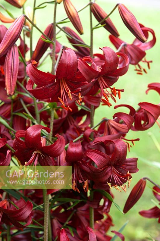 Turkscap hybrid Lilium 'Red Velvet'