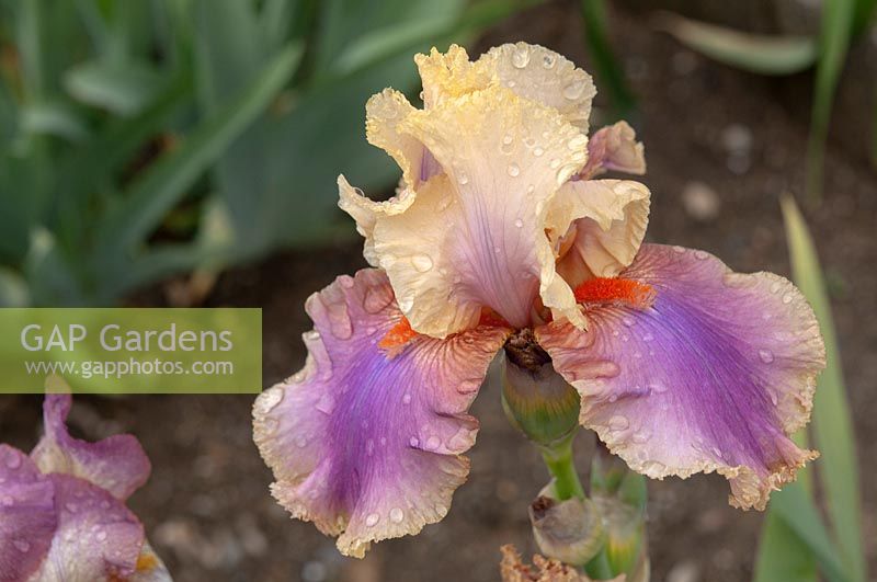 Tall Bearded Iris 'Colette Thurillet' - Jean Cayeux, 1991