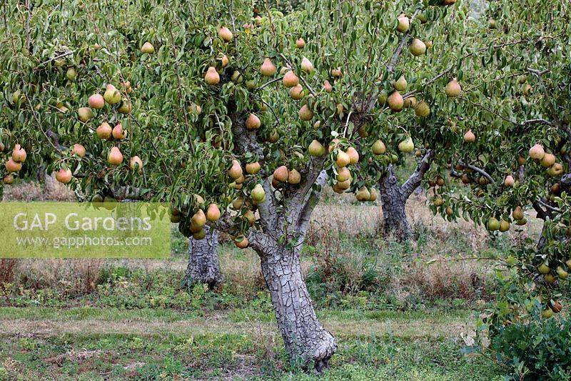 Pyrus communis 'Merton Pride' - Pear Tree - in a mature orchard 