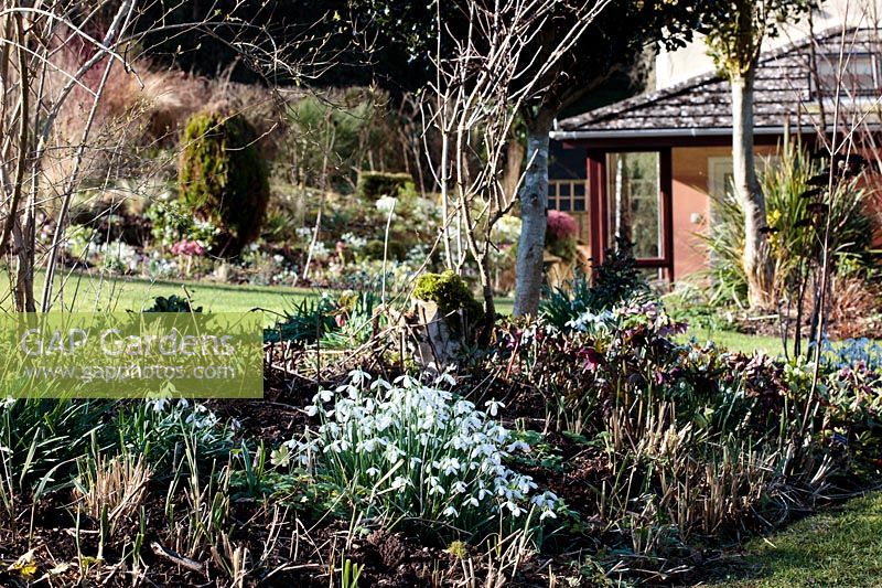 Mixed herbaceous border with a clump of Galanthus nivalis-snowdrops 
