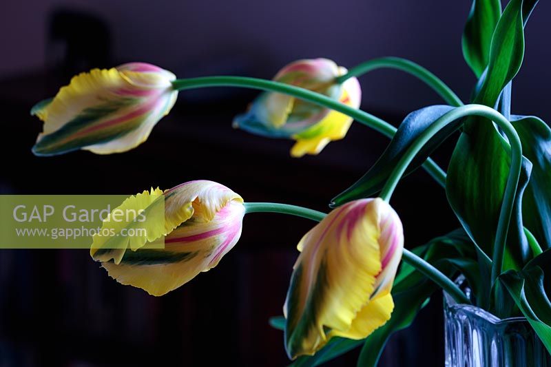 Tulipa xgesneriana 'La Courtine' - French parrot tulips 
