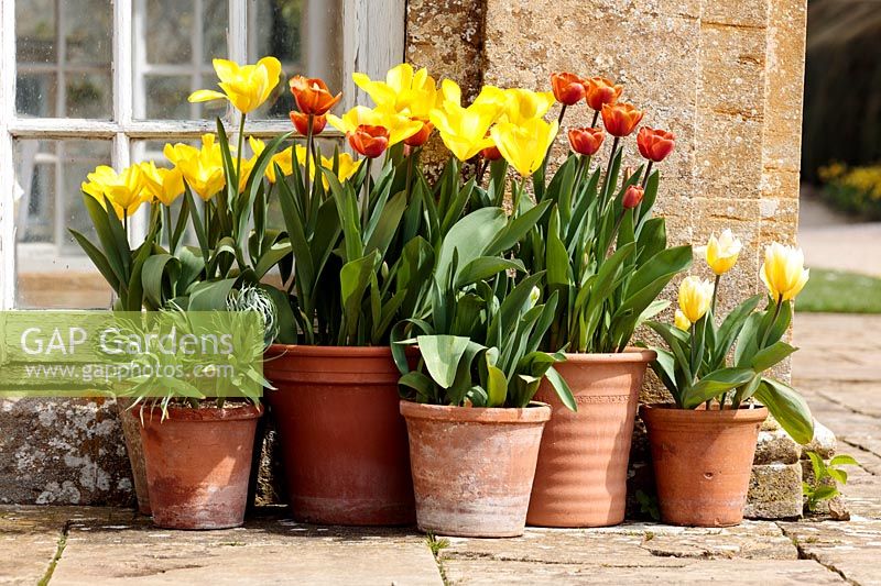 Tulipa 'Brown Sugar' and yellow Triumph Tulip in terracotta pots on a flagstones near house