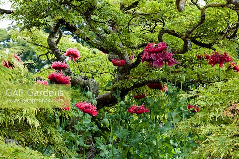 Papaver somniferum - Opium Poppy - growing through the canopy of a small Acer palmatum dissectum - Japanese Maple 