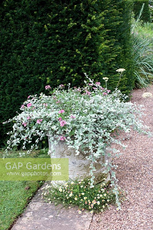 Large baroque container planted with Verbena tenara and Helichrysum petiolare - Licorice plant