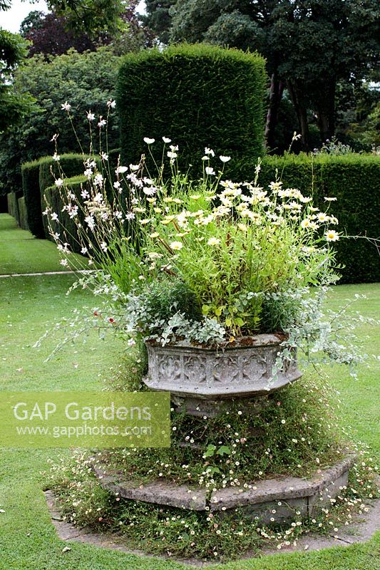Large baroque, font like, garden planter with Oenothera lindheimeri,   Argyranthemums and Helichrysum petiolare 
