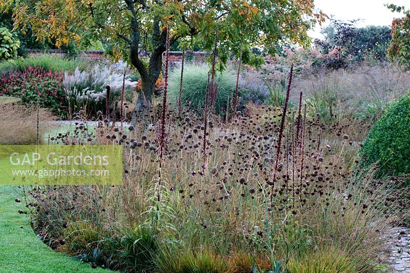 Island beds with grasses and seedheads in a walled garden 