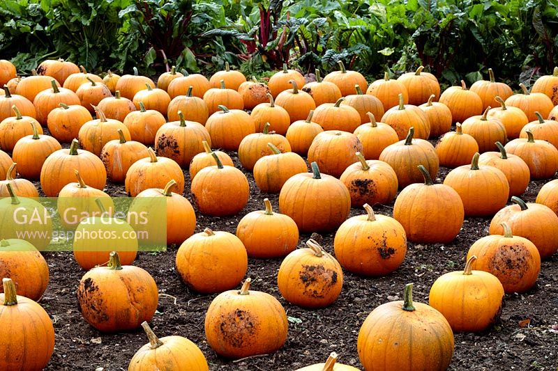 Cucurbita pepo - Winter squash or Halloween pumpkins arrayed in rows in a pumpkin bed