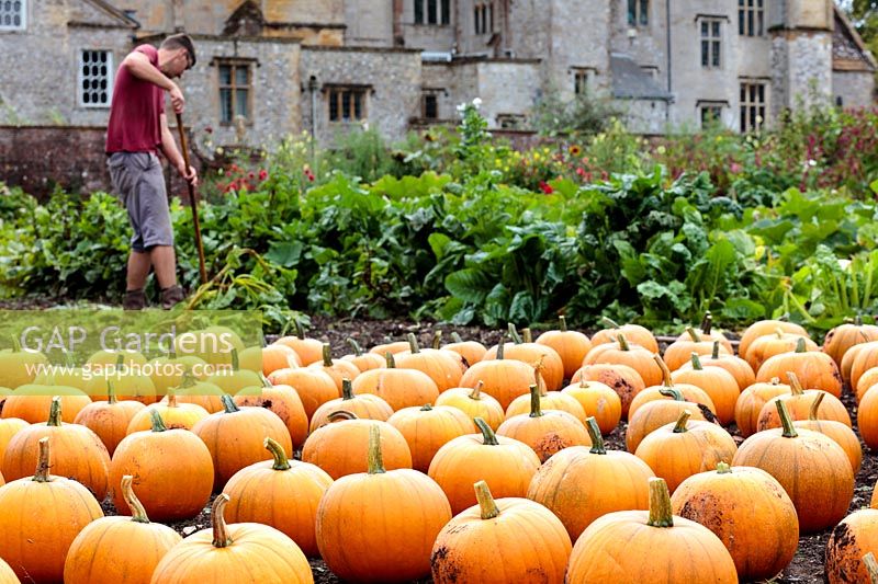 Cucurbita pepo - Winter squash or Halloween pumpkins arrayed in rows in a pumpkin bed. A gardener works in the background
