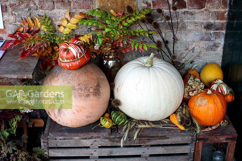 Autumnal display of harvested ornamental gourds and pumpkins - Cucurbita pepo and Cucurbita maxima 