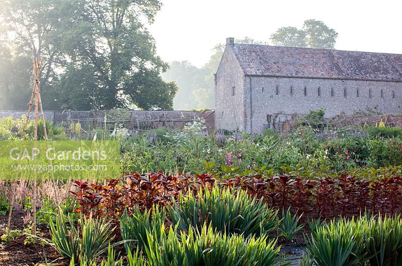 A foggy early summer dawn in the walled kitchen garden with a row of  red orach - Atriplex hortensis