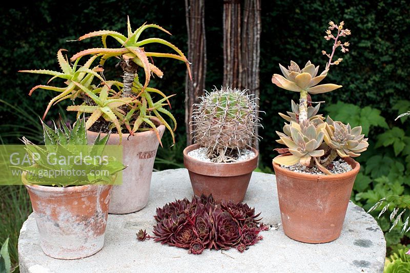 Aloes, Sempervivums, a Graptopetalum and a cactus arranged in pots on an outdoor table