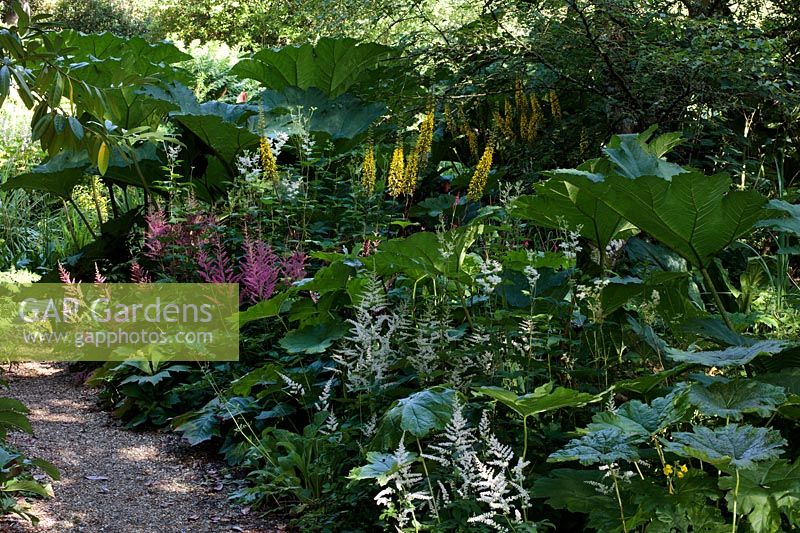 Bog garden planting includes: Astilbe chinensis, Ligularia dentata and Gunnera manicata 
